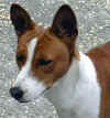 Click to view enlarged picture of Alex's head.  One of Comet's puppies.